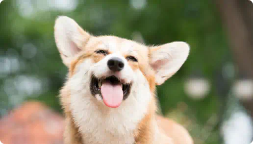 A happy Corgi dog with its mouth open and tongue out, appearing to smile.